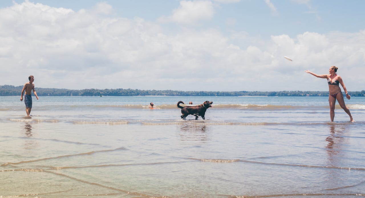 about-us A playful scene of a dog catching a frisbee at the beach with people enjoying the day.